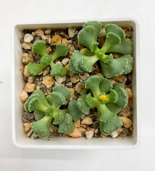 Lithops