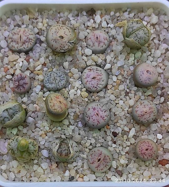 Lithops