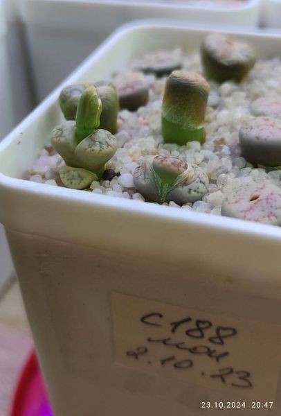 Lithops