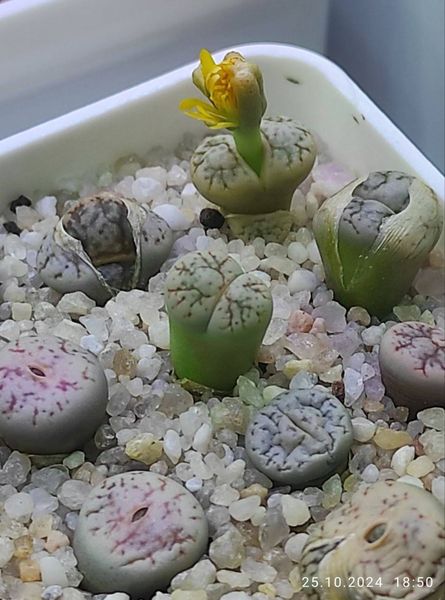 Lithops