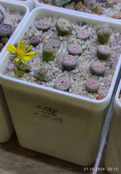 Lithops