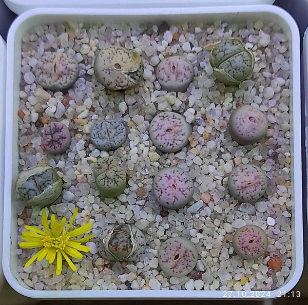 Lithops