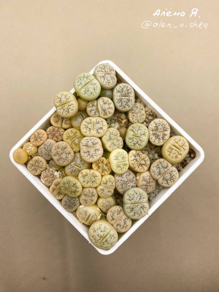 Lithops