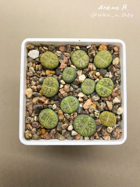 Lithops