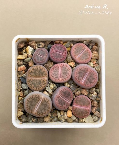 Lithops