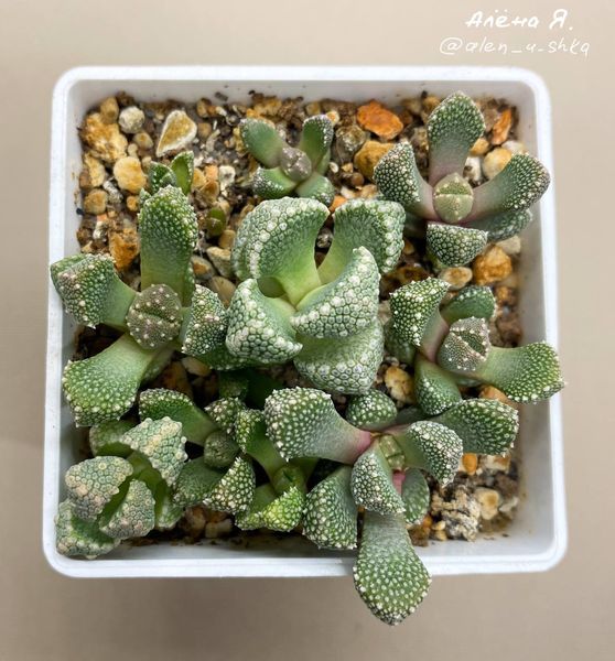 Lithops
