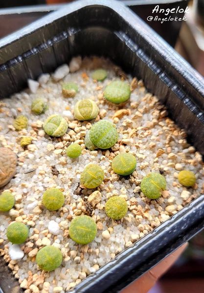 Lithops