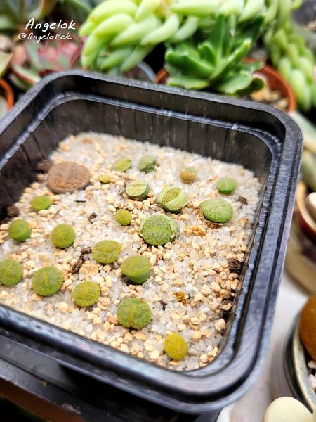 Lithops
