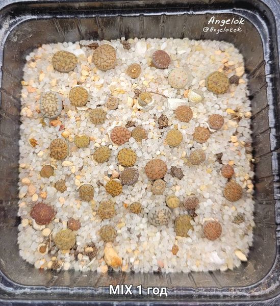 Lithops