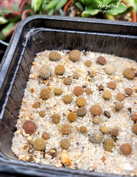 Lithops