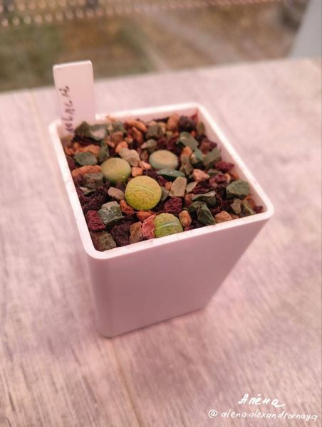 Lithops