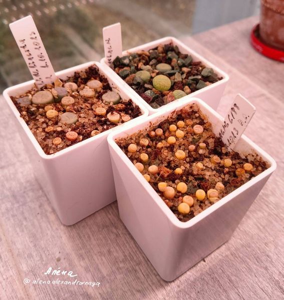 Lithops