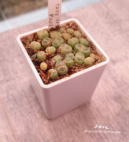 Lithops