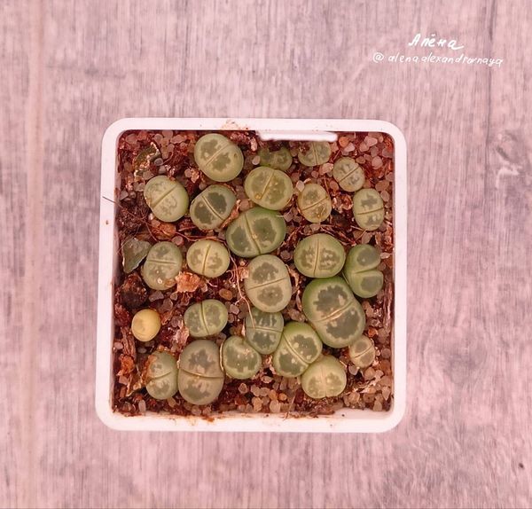 Lithops