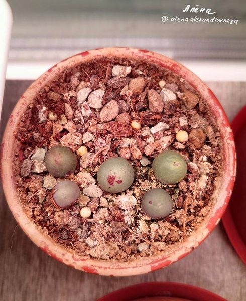 Lithops
