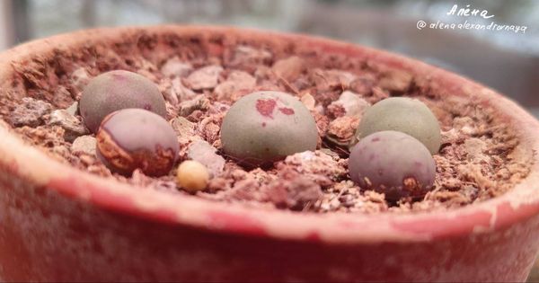 Lithops
