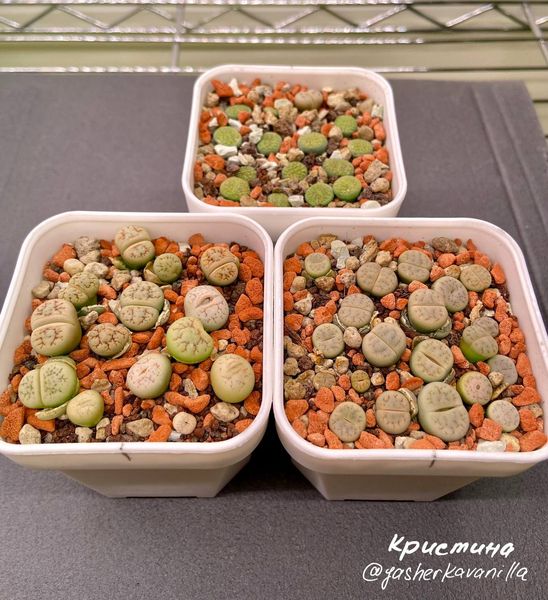Lithops