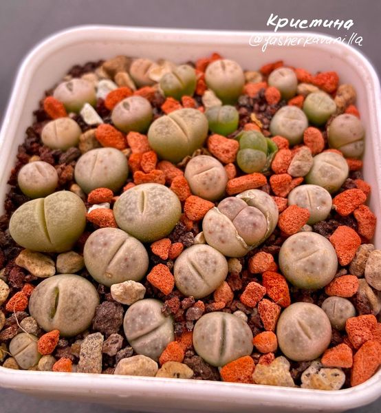 Lithops