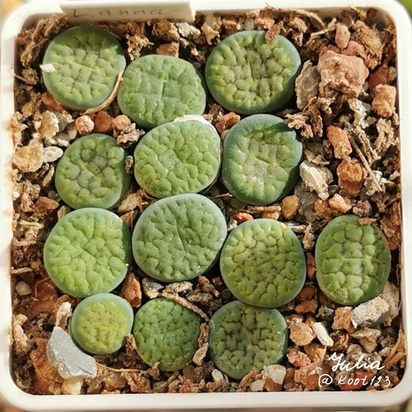 Lithops