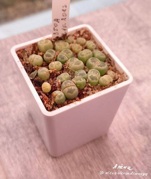 Lithops