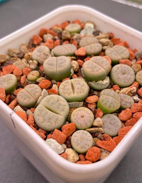 Lithops