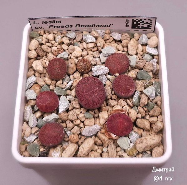 Lithops