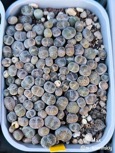 Lithops