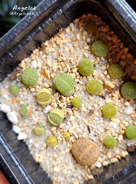 Lithops