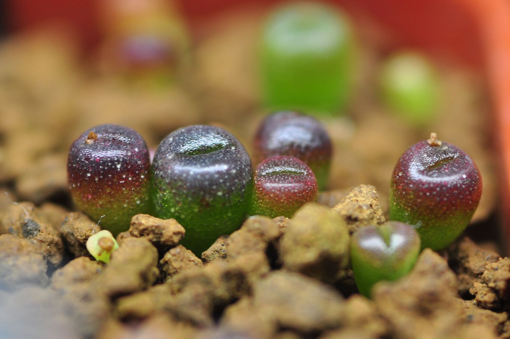 Lithops seedlings